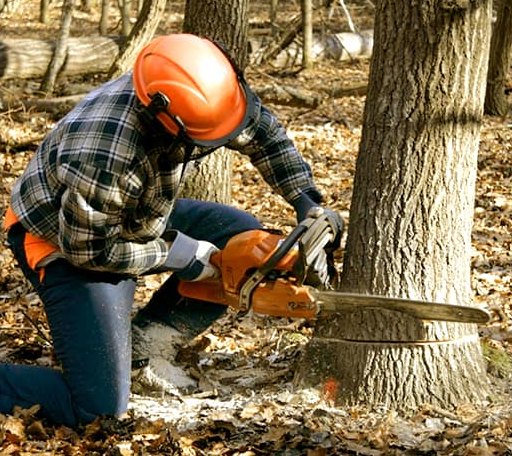 Tree Removal in Reeves, LA